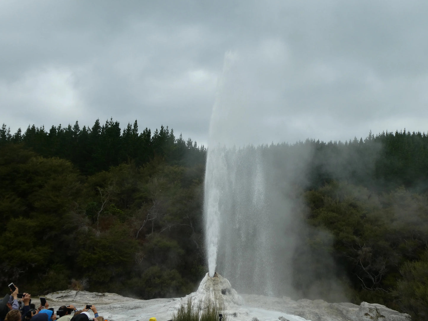 Lady Knox Geyser erupting at Wai-O-Tapu Thermal Wonderland near Rotorua, New Zealand.