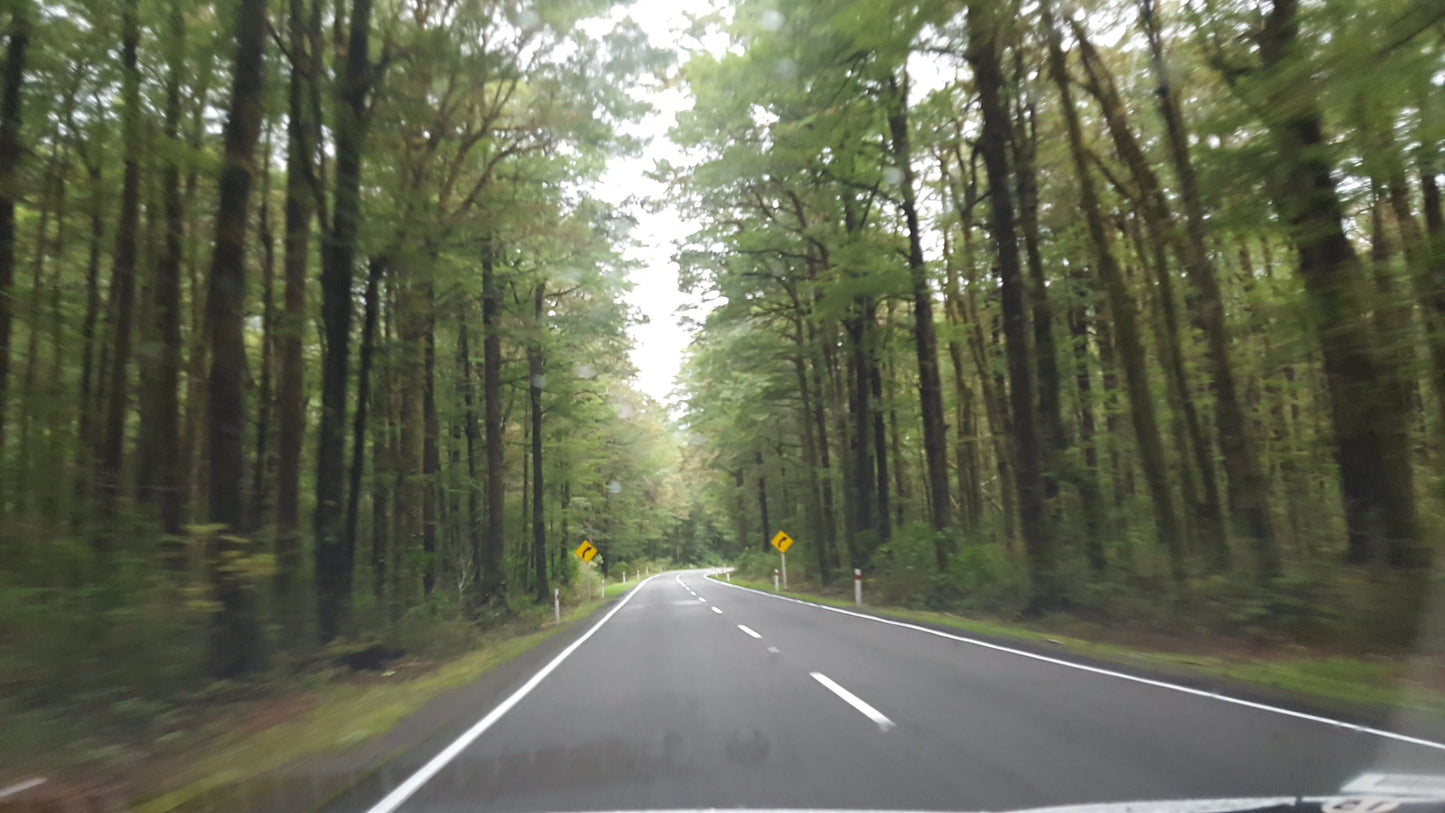 Driving through the lush forest of Lewis Pass Road, South Island, New Zealand.