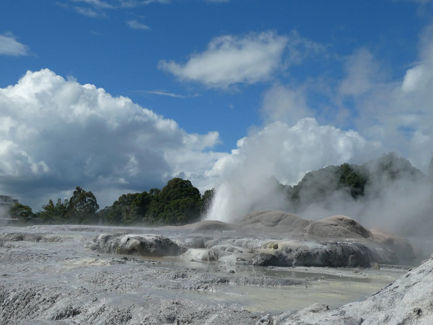 The erupting Pōhutu Geyser in Whakarewarewa, Te Puia, Rotorua, New Zealand.